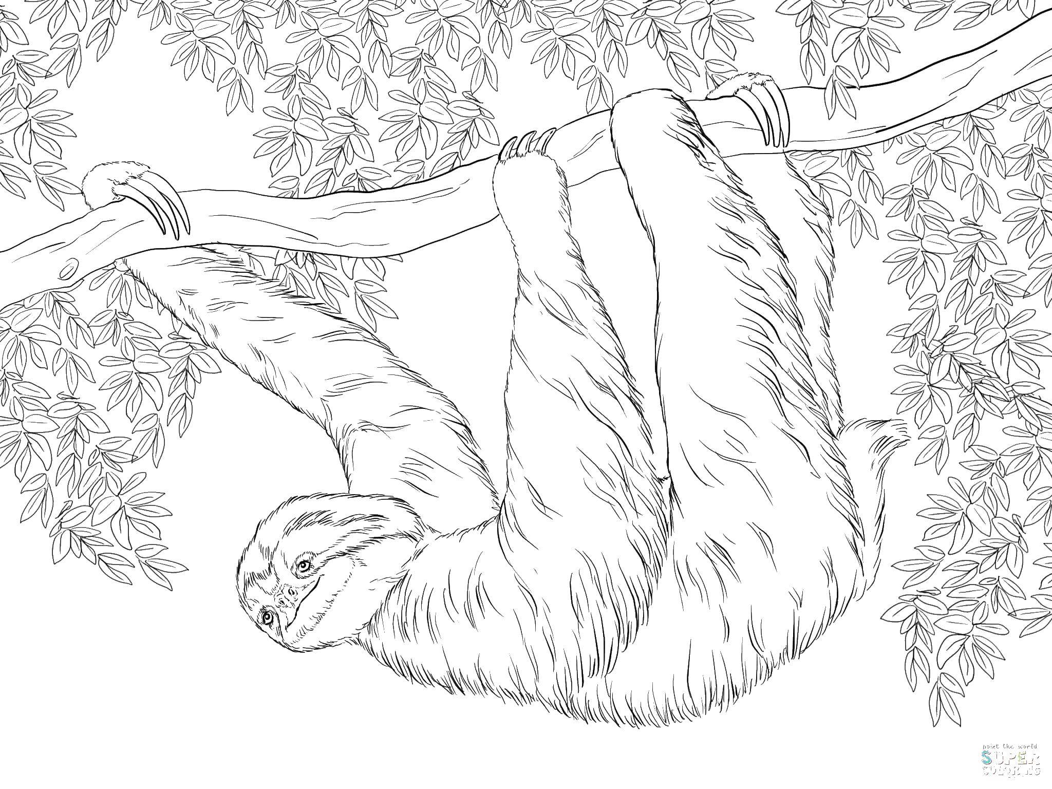Название: Раскраска Ленивец на дереве. Категория: Ленивец. Теги: Ленивец.