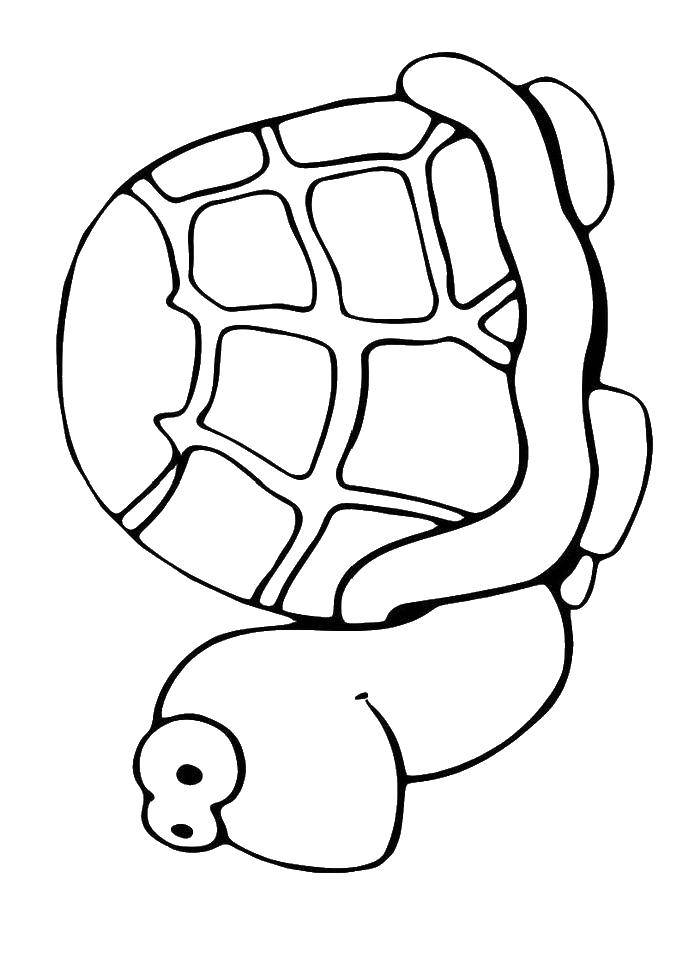 Coloring Милая черепашка. Category Черепаха. Tags:  животные, черепаха, панцирь.