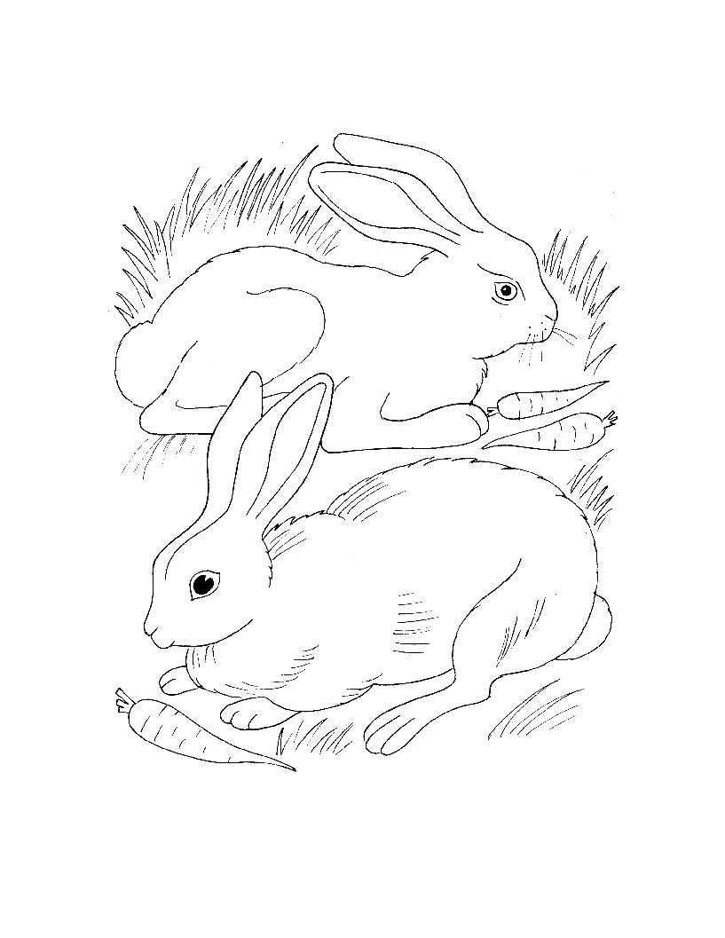 Название: Раскраска Два зайца с морковками в траве. Категория: Животные. Теги: заяц, морковка, трава.