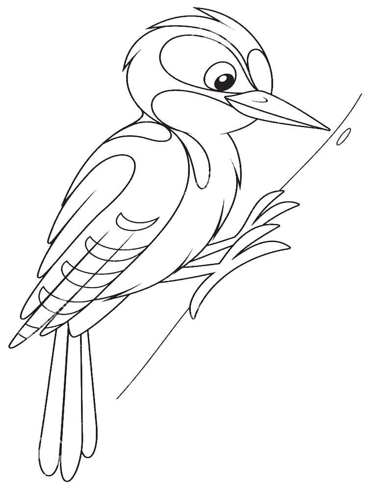 Coloring Woodpecker and tree. Category Woodpecker . Tags:  birds, woodpecker.