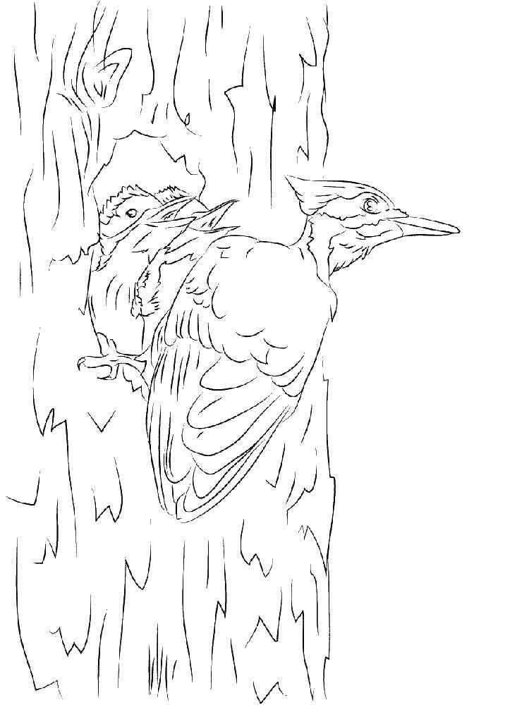 Название: Раскраска Дятел и его гнездо. Категория: Дятел. Теги: птицы, дятел.