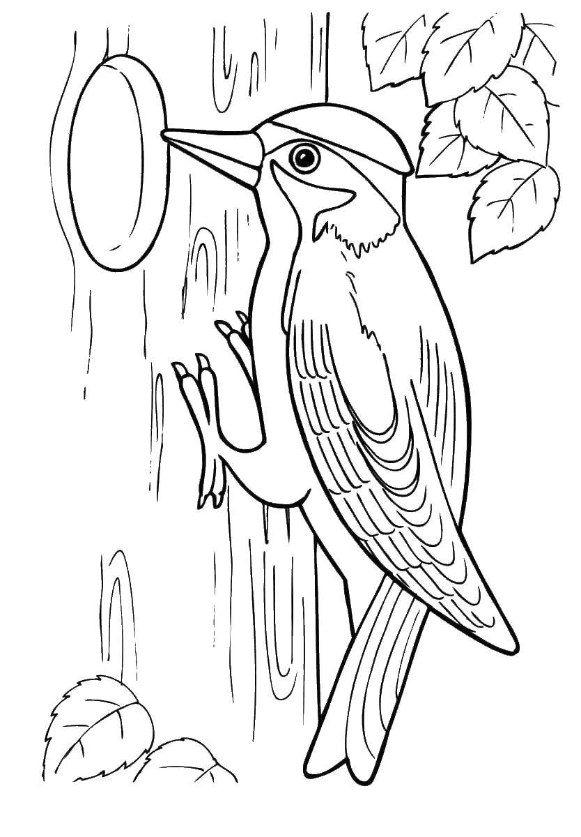 Coloring Woodpecker on the tree. Category Woodpecker . Tags:  birds, woodpecker.