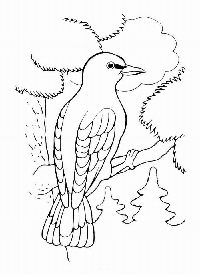 Название: Раскраска Дятел на ветке. Категория: Дятел. Теги: птицы, дятел.