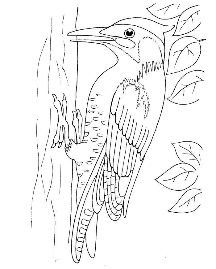 Coloring Woodpecker. Category Woodpecker . Tags:  birds, woodpecker.