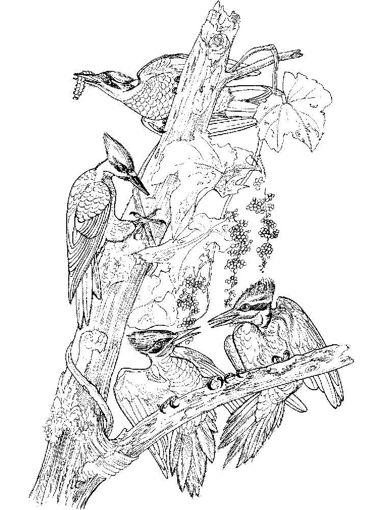 Название: Раскраска Дятлы на дереве. Категория: Дятел. Теги: птицы, дятел.