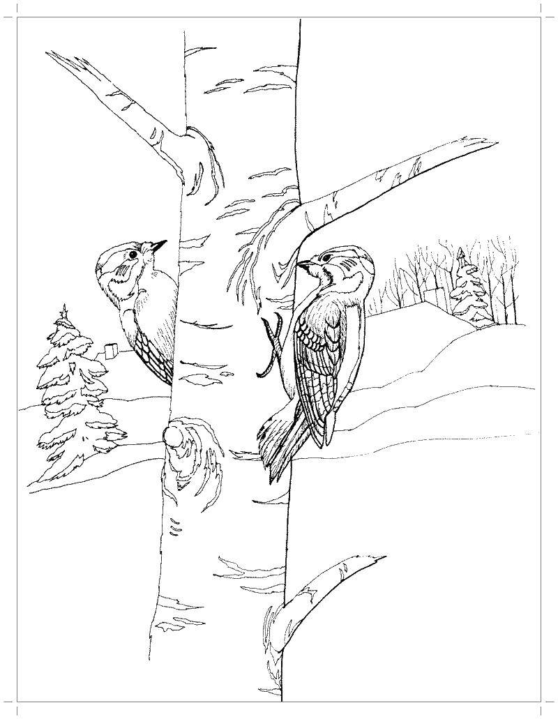 Coloring Woodpeckers. Category Woodpecker . Tags:  birds, woodpecker.
