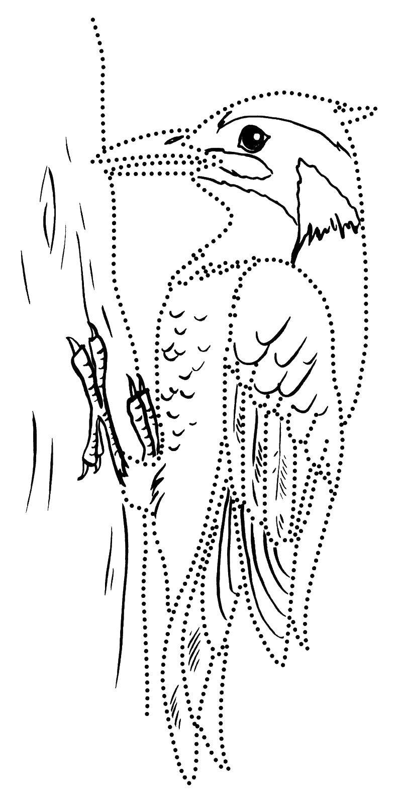Coloring The outline of the woodpecker. Category Woodpecker . Tags:  birds, woodpecker, contour.