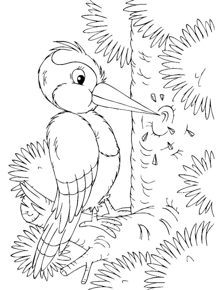 Название: Раскраска Маленький дятел. Категория: Дятел. Теги: птицы, дятел, дерево.