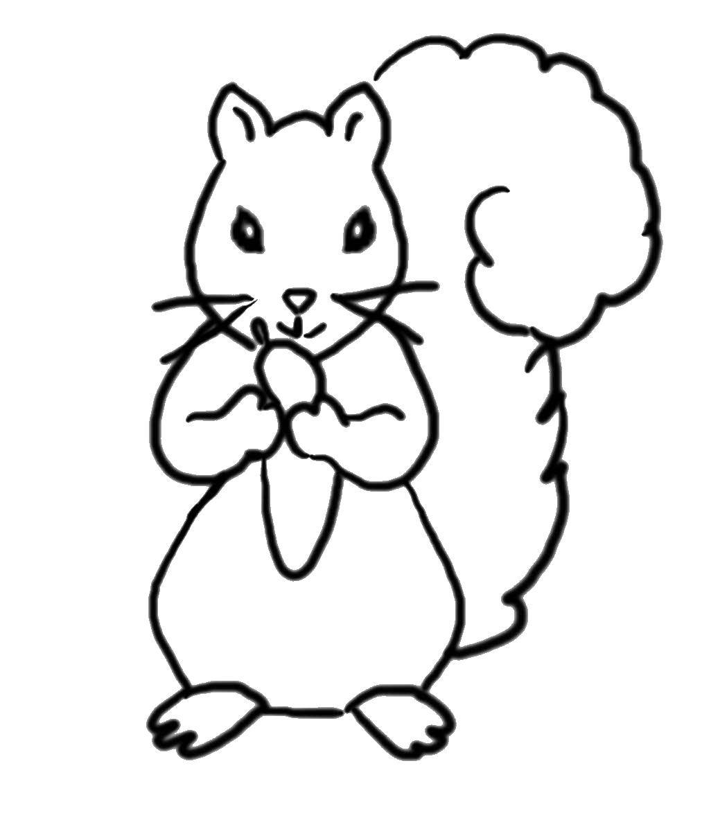 Coloring Squirrel. Category Animals. Tags:  squirrel, animals, acorn, nature.