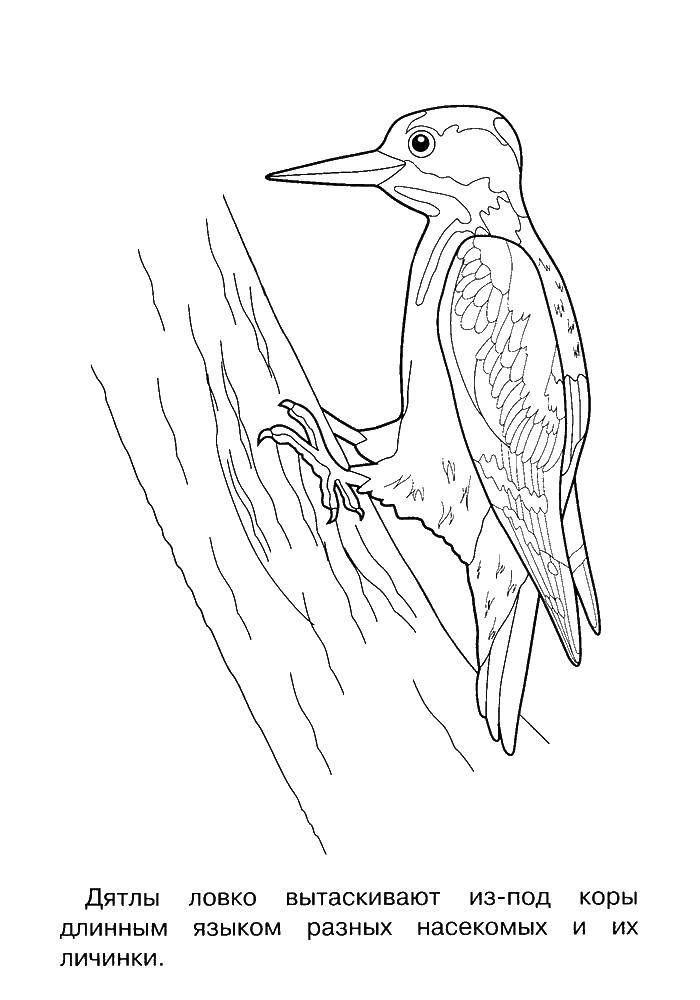 Coloring Woodpecker. Category Woodpecker . Tags:  birds, woodpecker.
