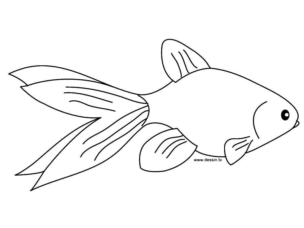 Coloring Fish. Category fish. Tags:  fish.