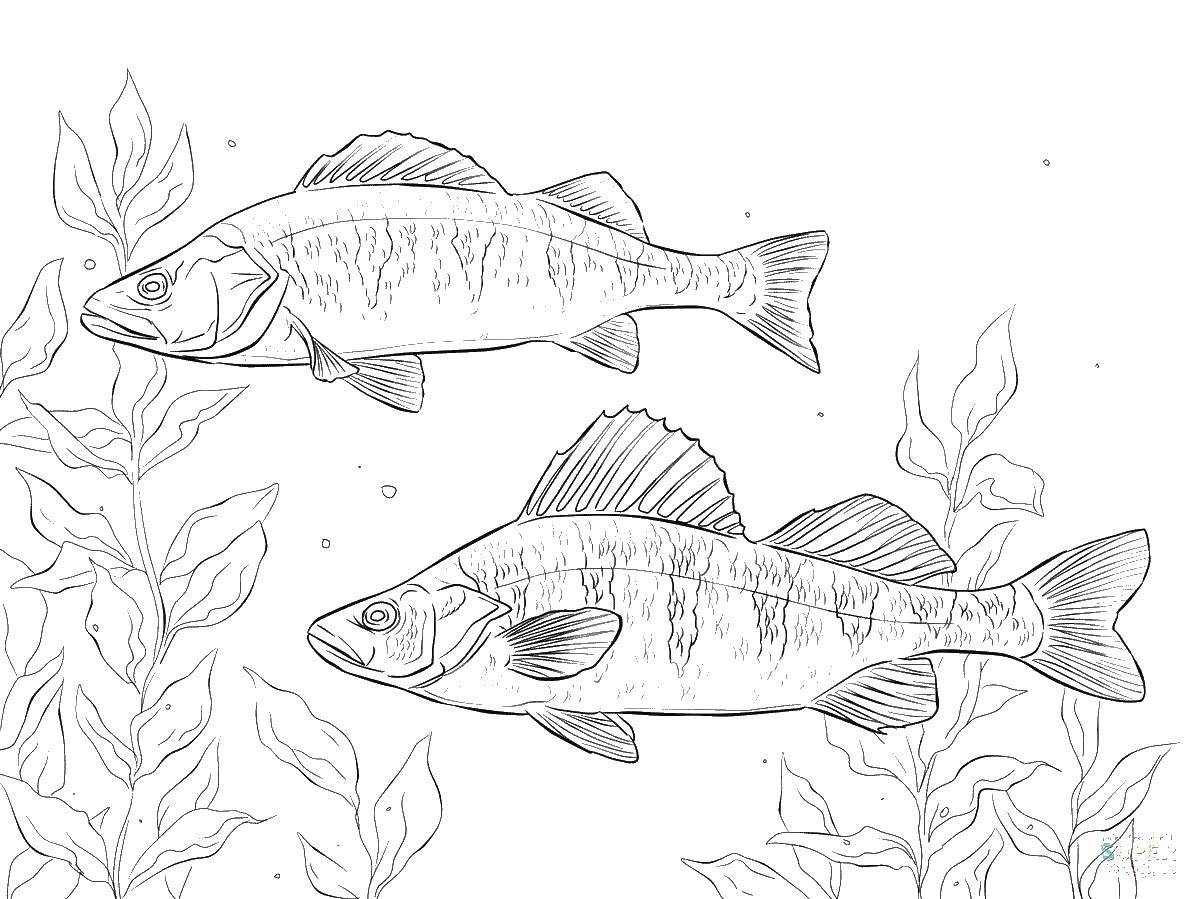 Coloring Fish in the sea. Category fish. Tags:  fish, sea, water.
