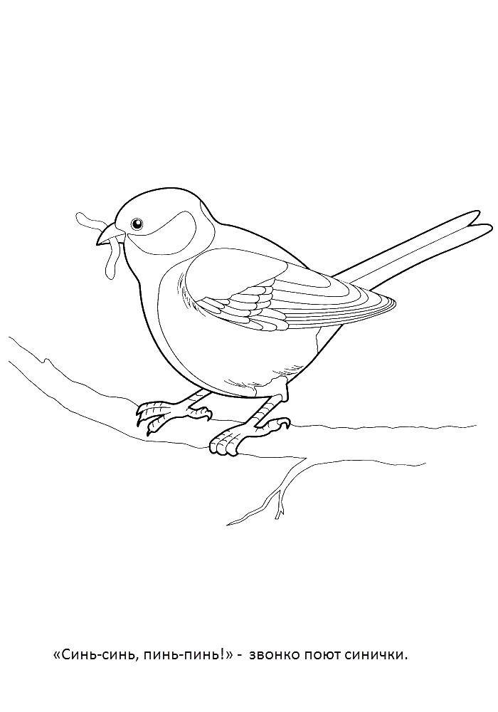Coloring Titmouse. Category birds. Tags:  birds titmouse.