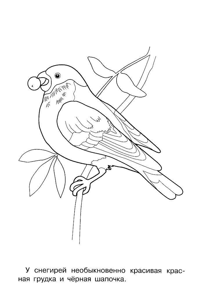 Coloring Bullfinch. Category birds. Tags:  birds, bullfinch.