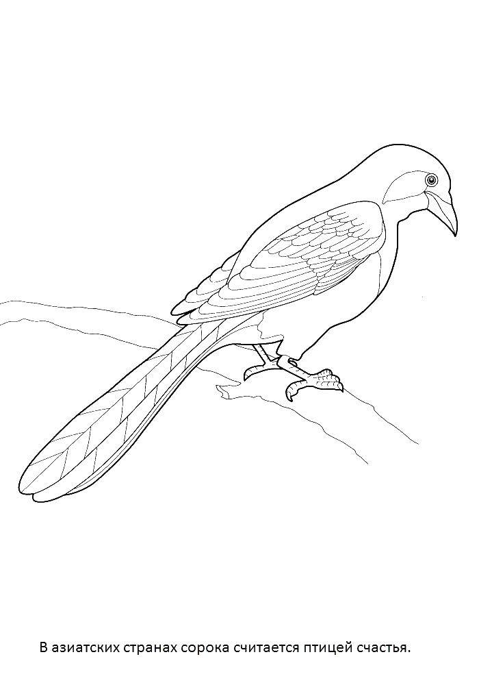 Coloring Forty. Category birds. Tags:  birds, magpie.