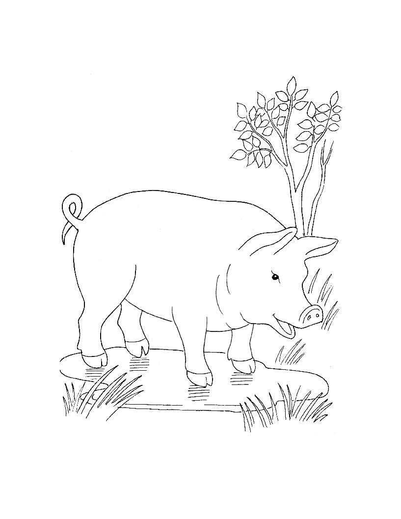 Название: Раскраска Свинья на лужайке с кустарником. Категория: домашние животные. Теги: свинья, лужайка, кустарник.