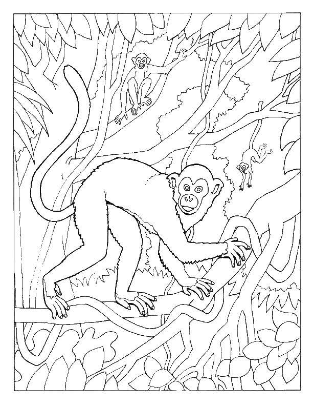 Розмальовки  Мавпи в джунглях. Завантажити розмальовку тварини, мавпа, мавпа, джунглі.  Роздрукувати ,мавпа,