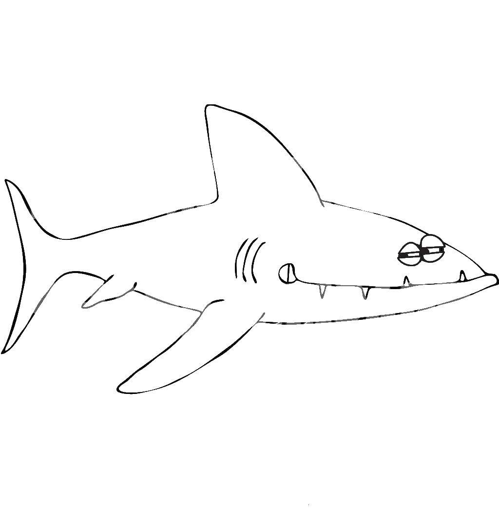 Coloring Shark. Category Sharks. Tags:  fish, shark, sea.