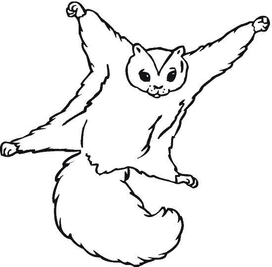Coloring The flying squirrel. Category Animals. Tags:  the flying squirrel.