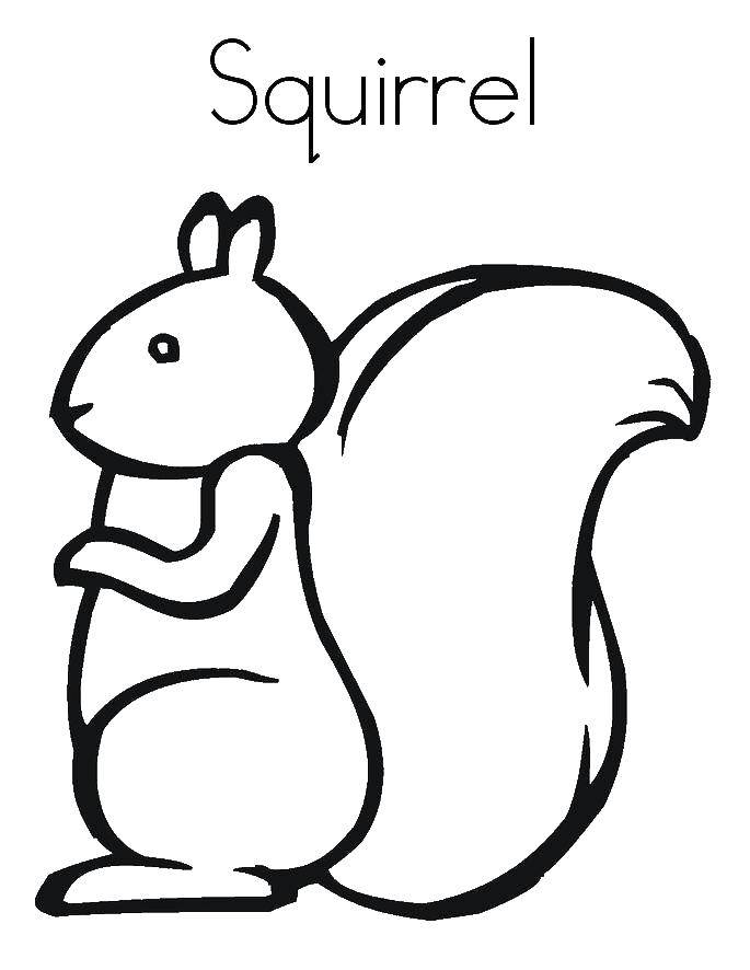 Coloring Protein. Category squirrel. Tags:  squirrel, animals, acorns.