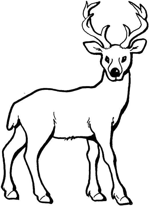 Coloring Deer. Category Animals. Tags:  animals, deer.