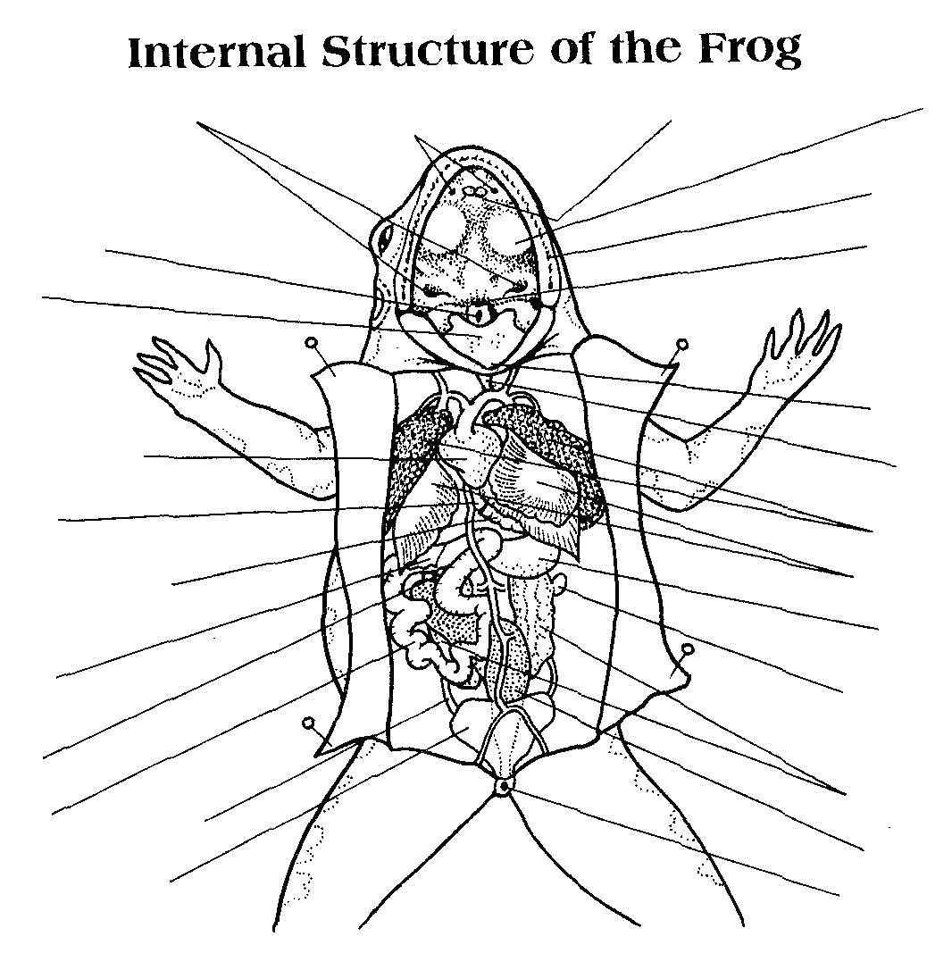 Название: Раскраска Внутреняя структура лягушка. Категория: Животные. Теги: внутренние органы, лягушка.