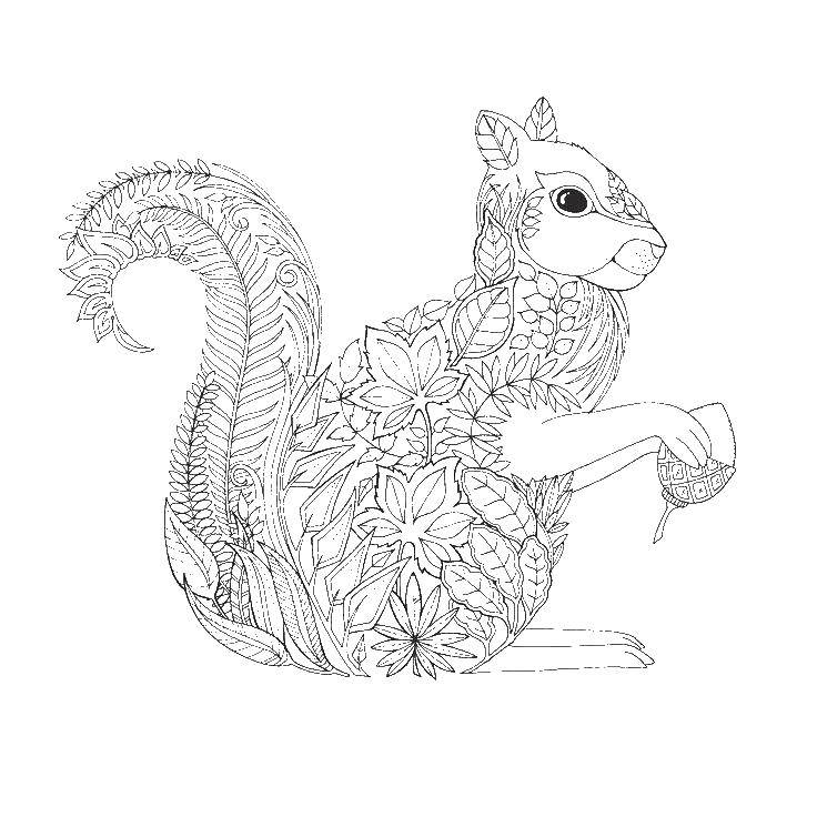 Coloring The squirrel from the leaves. Category squirrel. Tags:  squirrel, animals, acorns, leaves.
