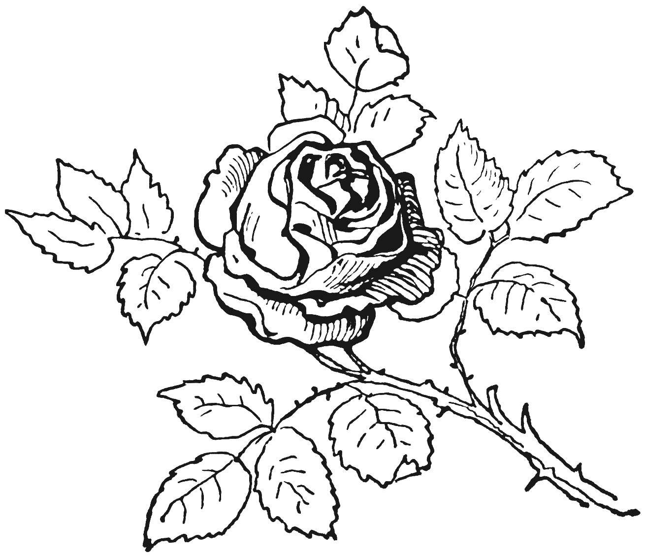 Название: Раскраска Роза. Категория: цветы. Теги: цветы, растения, цветок, роза.