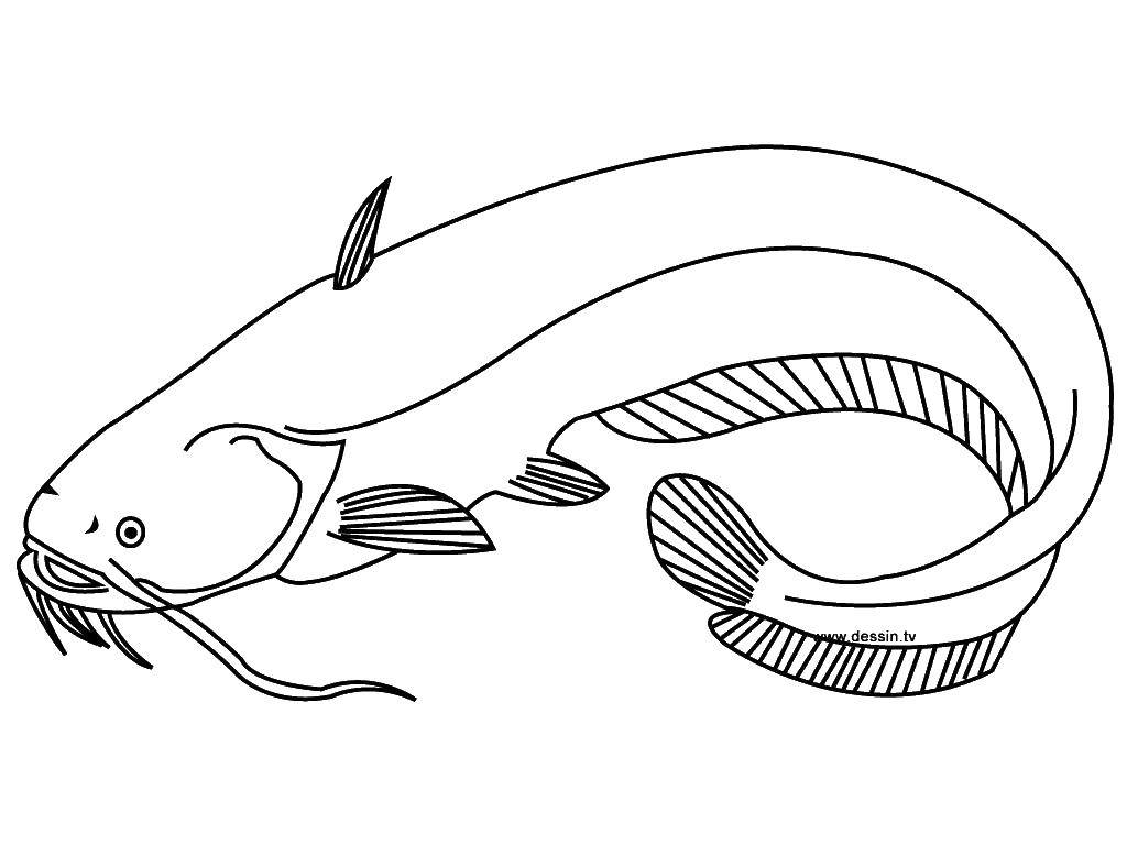 Название: Раскраска Сом. Категория: рыбы. Теги: рыбки, море, сом.