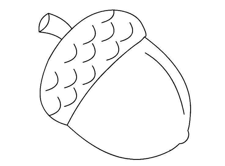 Coloring Acorn. Category squirrel. Tags:  protein, beans, acorns.