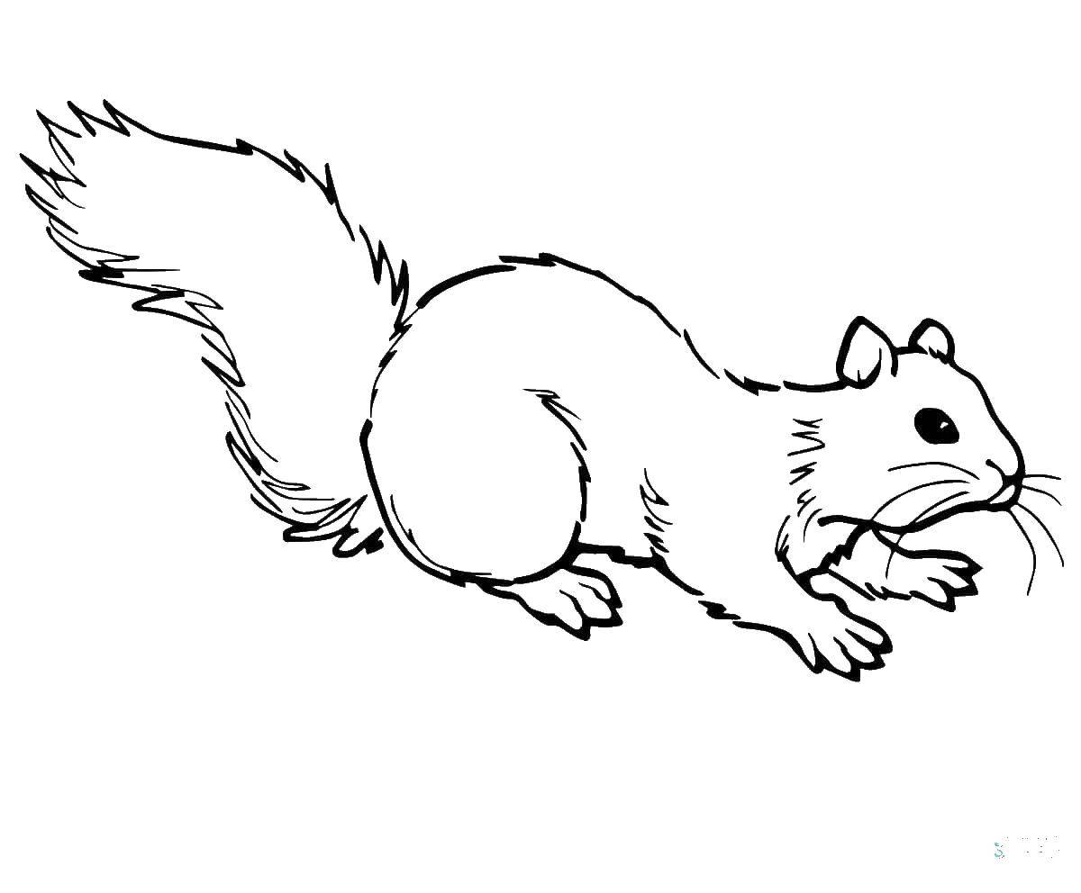 Coloring Squirrel. Category squirrel. Tags:  squirrel, animals, acorns.