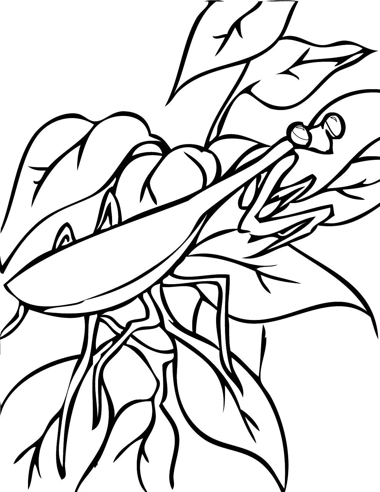 Coloring Mantis. Category Insects. Tags:  insects, mantis.