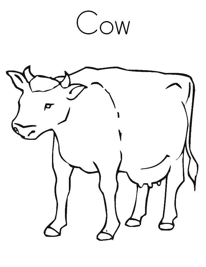 Название: Раскраска Корова. Категория: Животные. Теги: корова, животные.