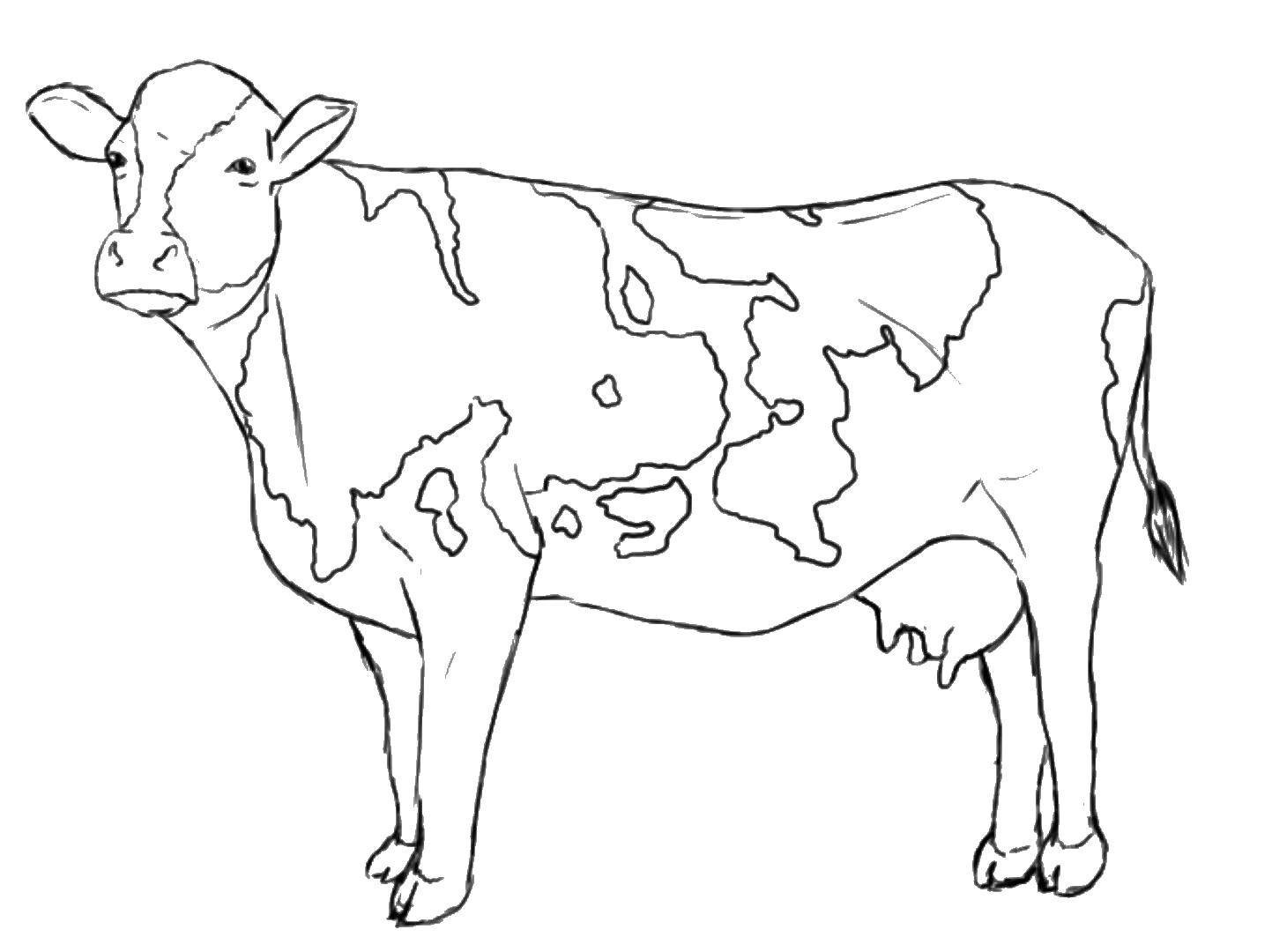 Название: Раскраска Корова. Категория: Животные. Теги: животные, корова.
