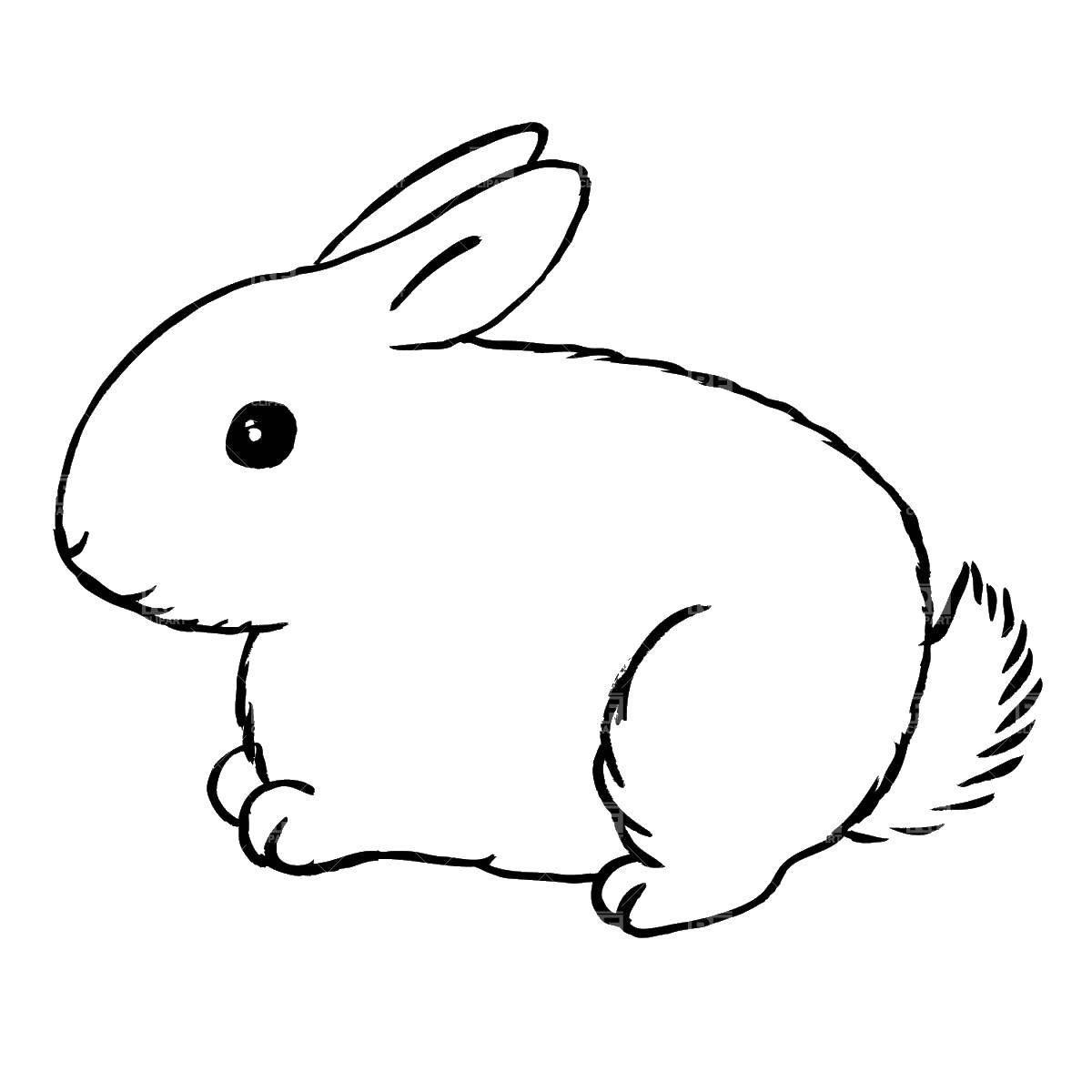 Название: Раскраска Зайка. Категория: Животные. Теги: заяц, кролик, животные.