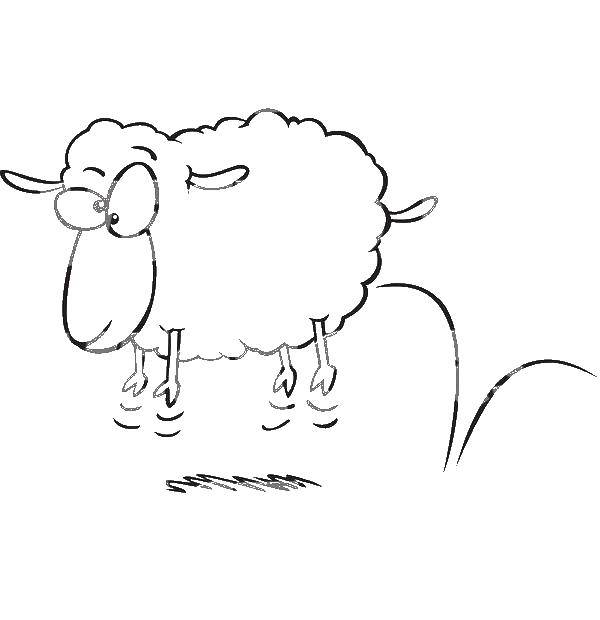 Розмальовки  Овечка. Завантажити розмальовку овечка, тварини.  Роздрукувати ,Тварини,
