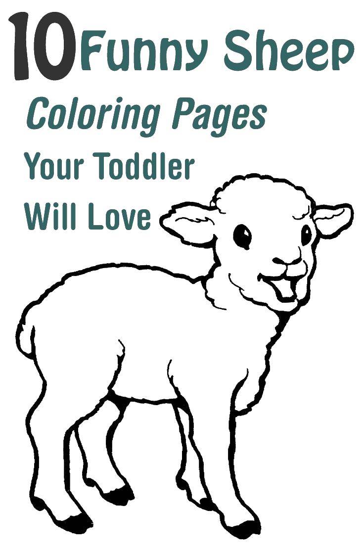 Coloring 10 sheep. Category Pets allowed. Tags:  sheep.