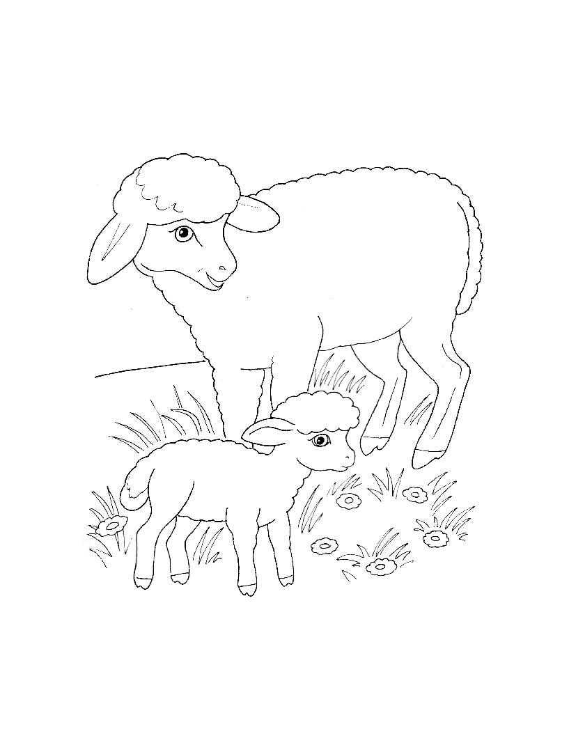 Coloring Sheep with lamb on a meadow. Category Pets allowed. Tags:  RAM, agentek, meadow.