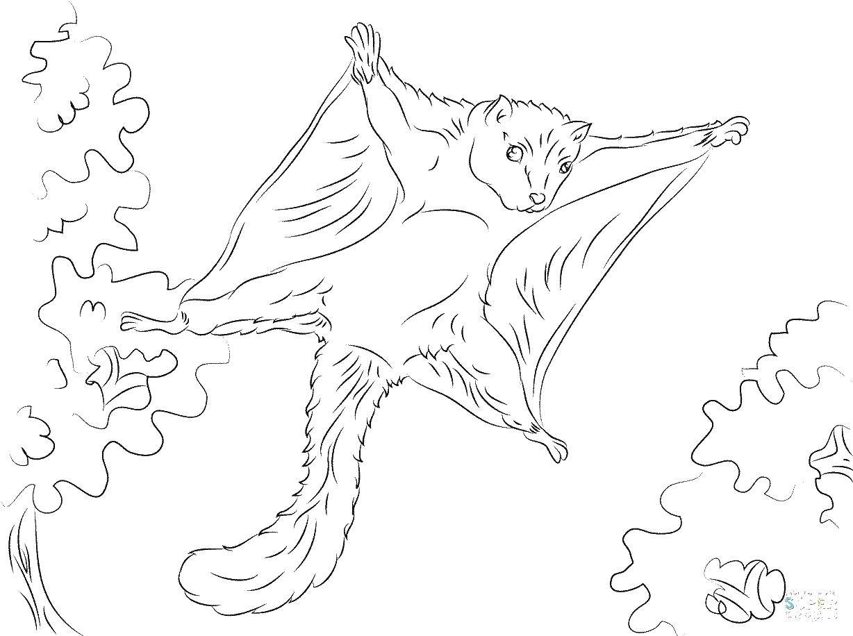 Coloring The flying squirrel. Category squirrel. Tags:  squirrel, animals, acorns.