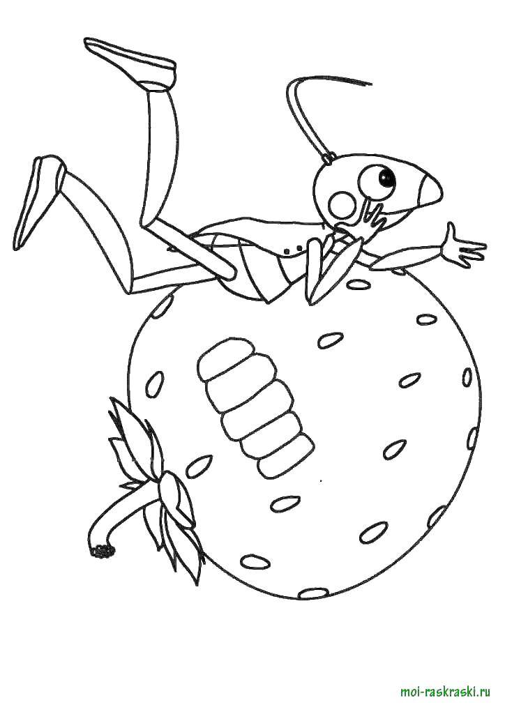 Название: Раскраска Муравей на клубнике. Категория: лунтик. Теги: муравей, клубника.