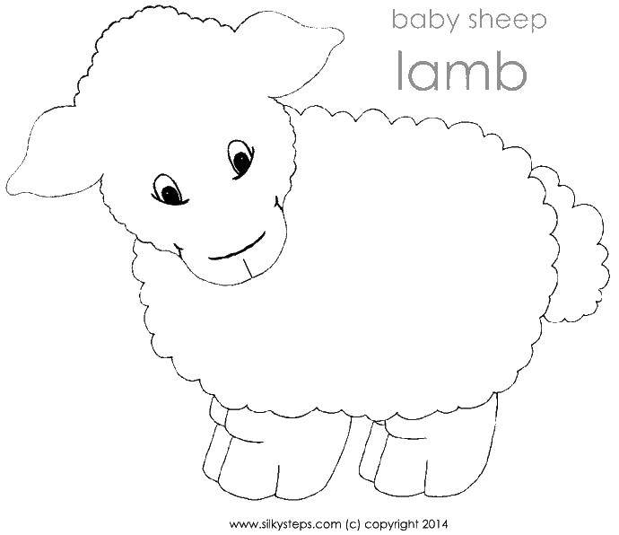 Название: Раскраска Овечка. Категория: домашние животные. Теги: овечка.