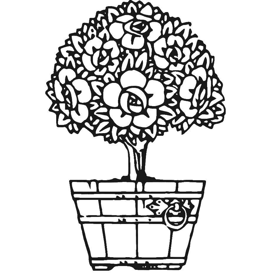 Coloring A flower in a pot. Category flowers. Tags:  flower pot.