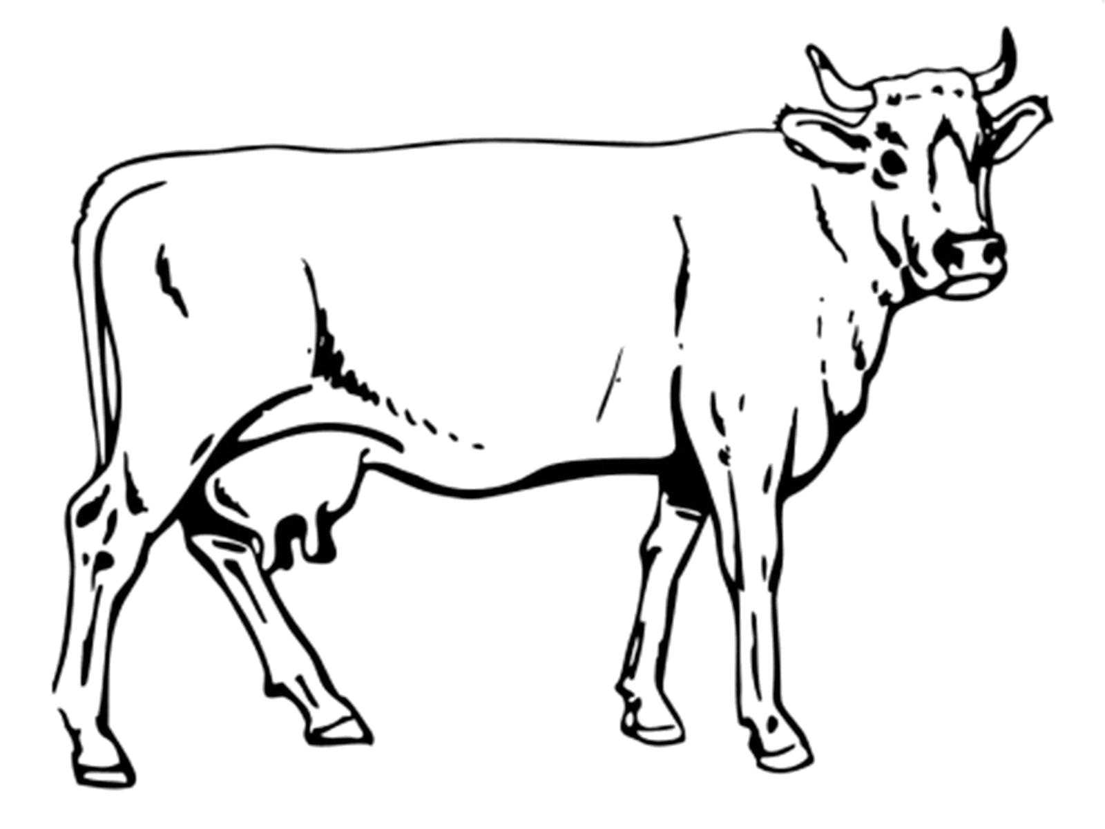 Раскрашивать коров. Раскраска корова. Корова раскраска для детей. Раскраска домашние животные. Корова контур.