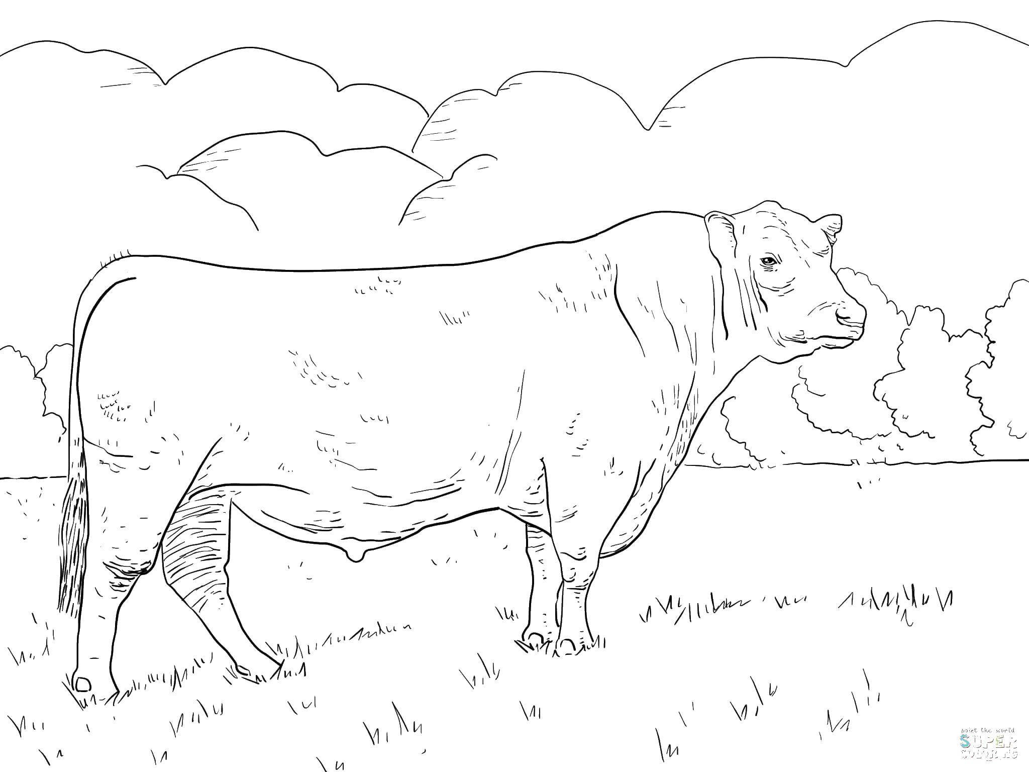 Coloring Cow. Category Animals. Tags:  Animals, cow.