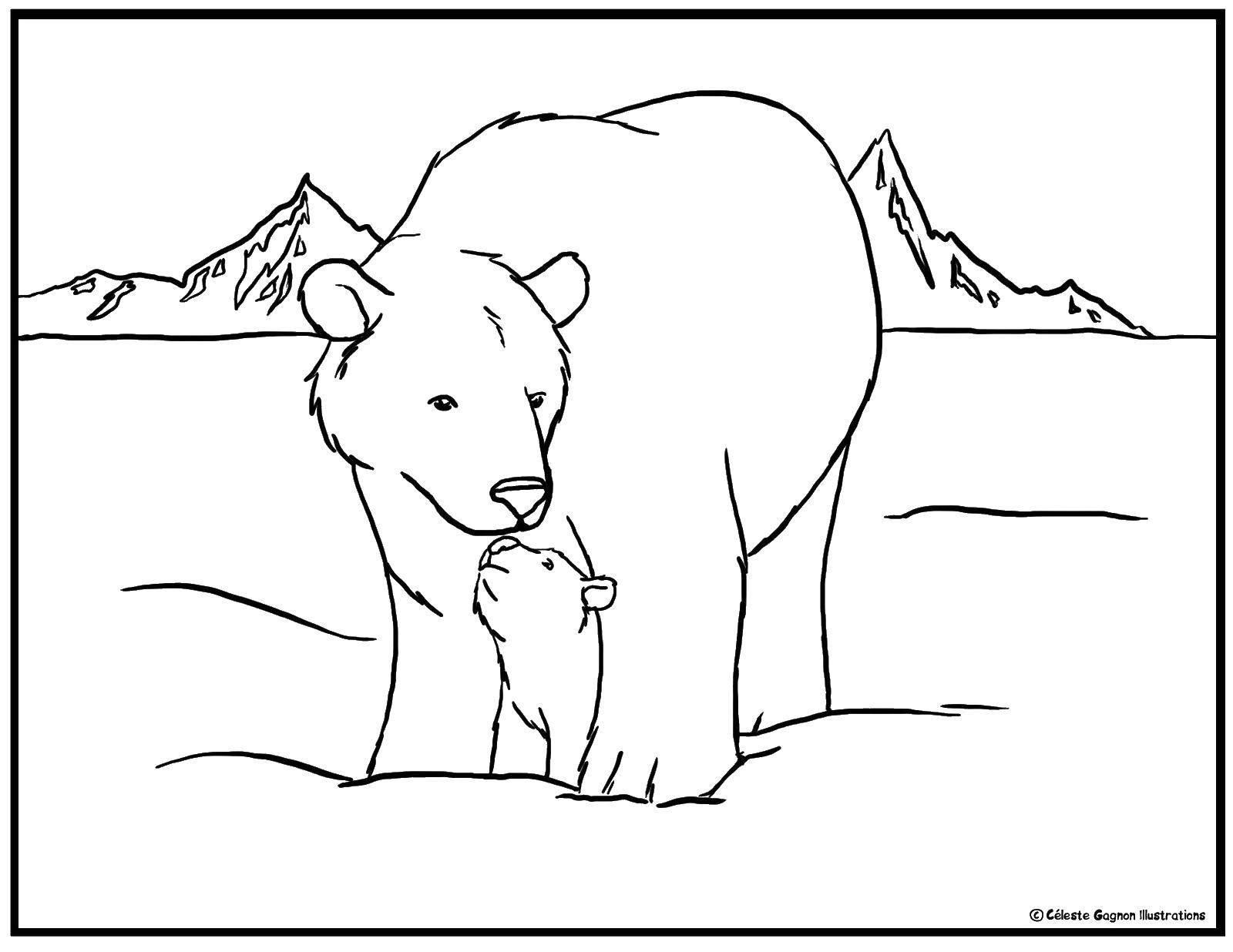 Название: Раскраска Мама медведица с медвежонком. Категория: Животные. Теги: Животные, белый медведь.