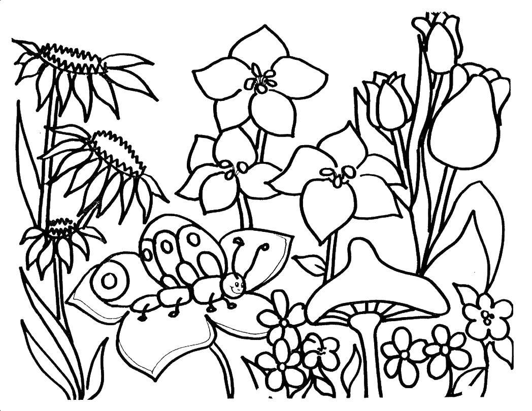 Coloring Flowers. Category flowers. Tags:  flowers, plants.