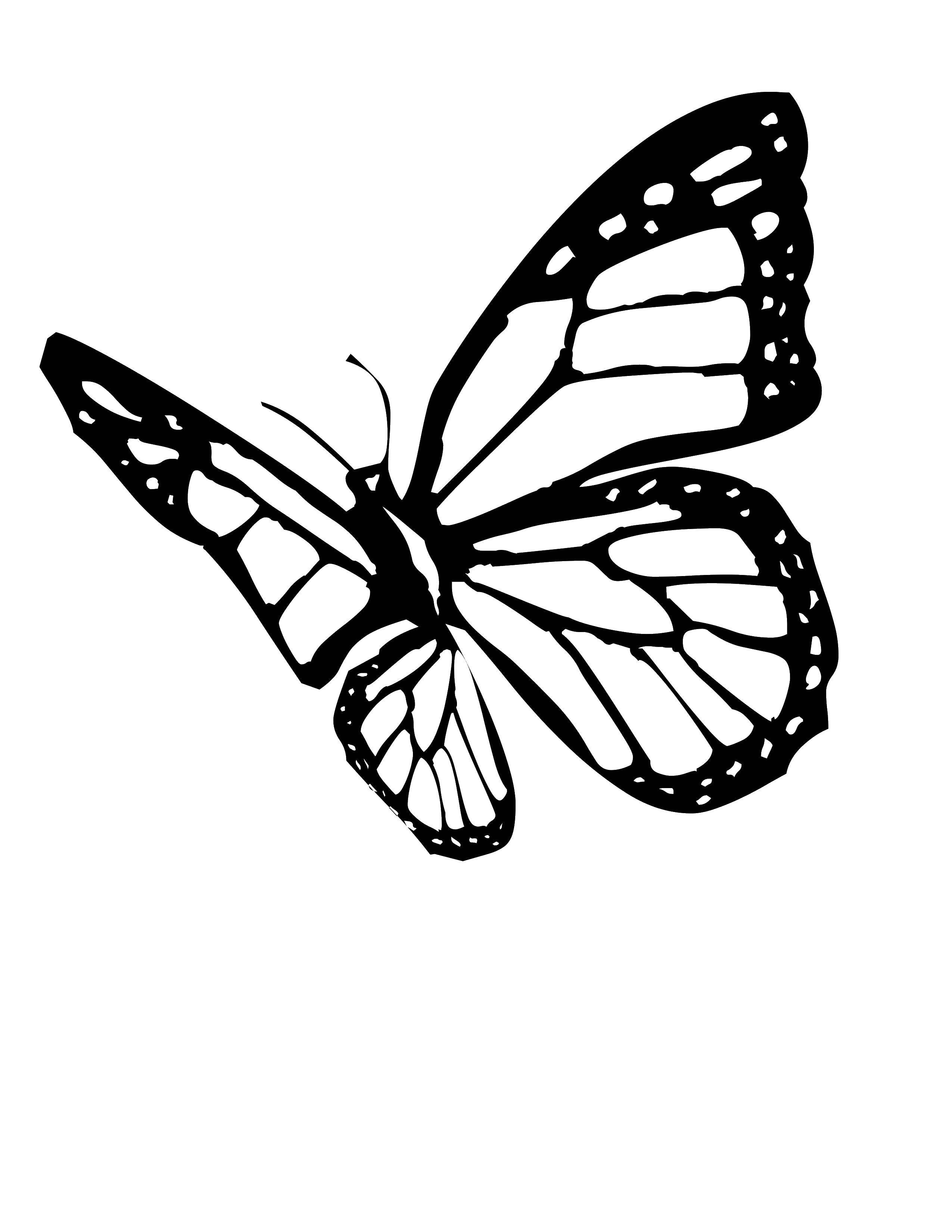 Coloring Butterfly. Category butterflies. Tags:  insects, butterflies.