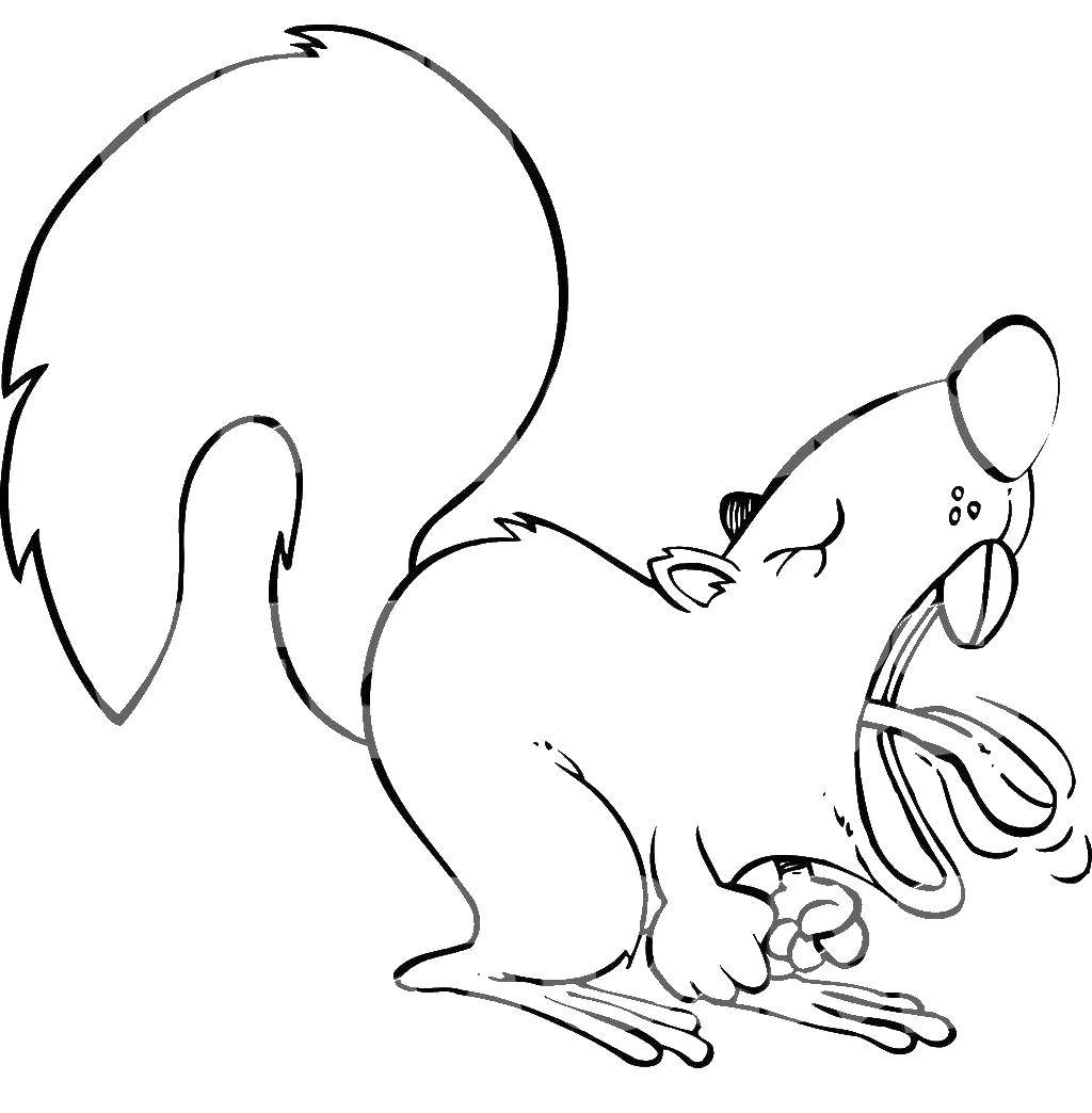 Coloring Protein. Category squirrel. Tags:  animals, squirrel, acorn.