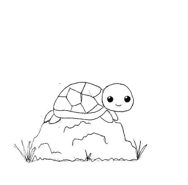 Coloring Turtle on the stone. Category coloring. Tags:  animals, turtle, shell.