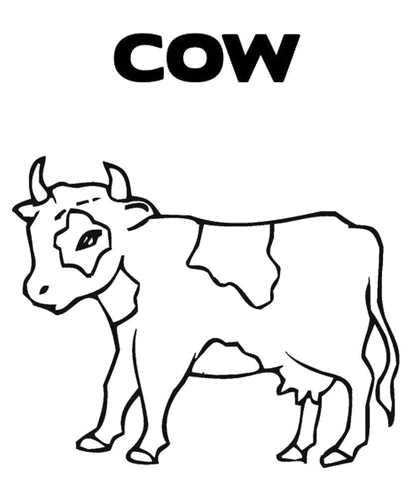 Английский для детей корова раскраска